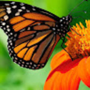 Meet your Posher, Teresa